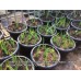 Aloe Vera Seeds (Aloe Vera)