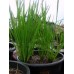 Gramalet® Rice Paddy Fertilizer